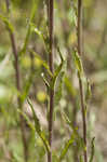 Entireleaf Indian paintbrush